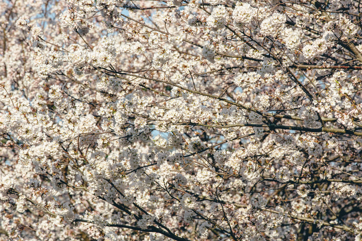 Dense Full Bloomed Cherry Blossom