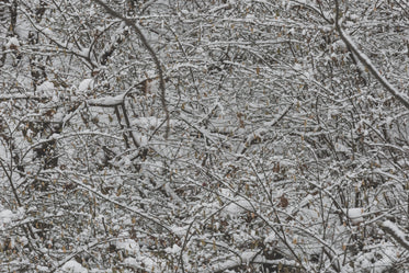 dense snowy branches