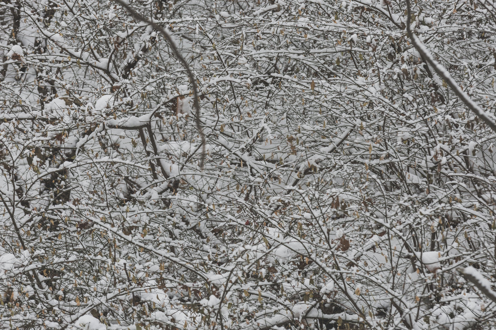 dense snowy branches