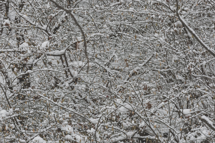 Dense Snowy Branches