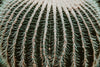 desert cactus thorns