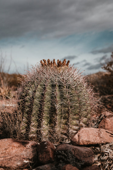 desert cactus