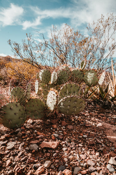 desert plant life