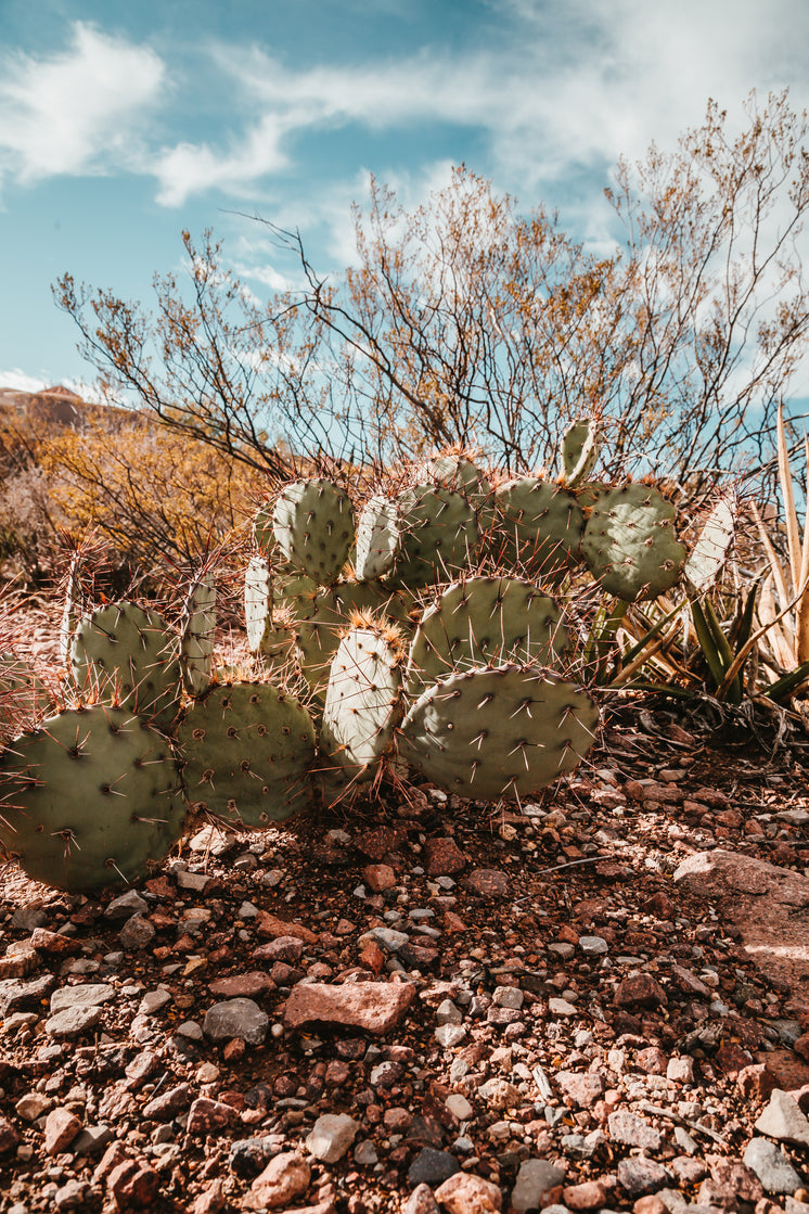 Desert Plant Life