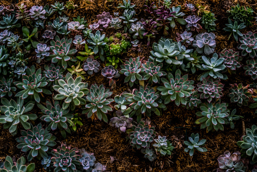 desert plant wall