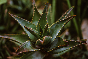 desert plant with spikes