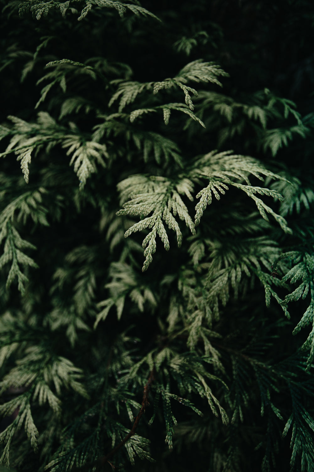 detail of a cedar tree