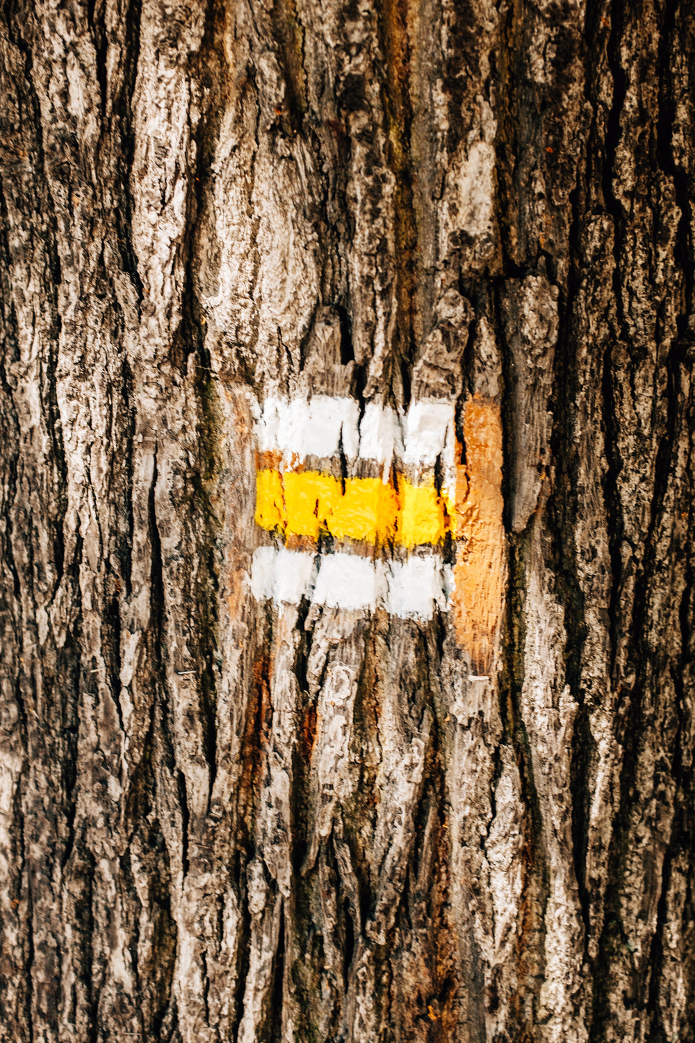 detail of paint on tree bark