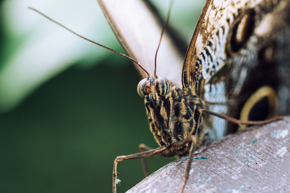 detailed close up of moth