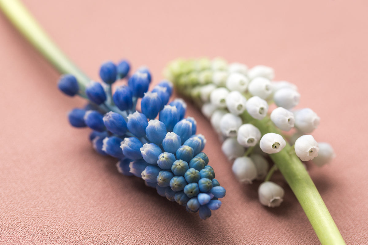 detailed close up of two muscari flowers