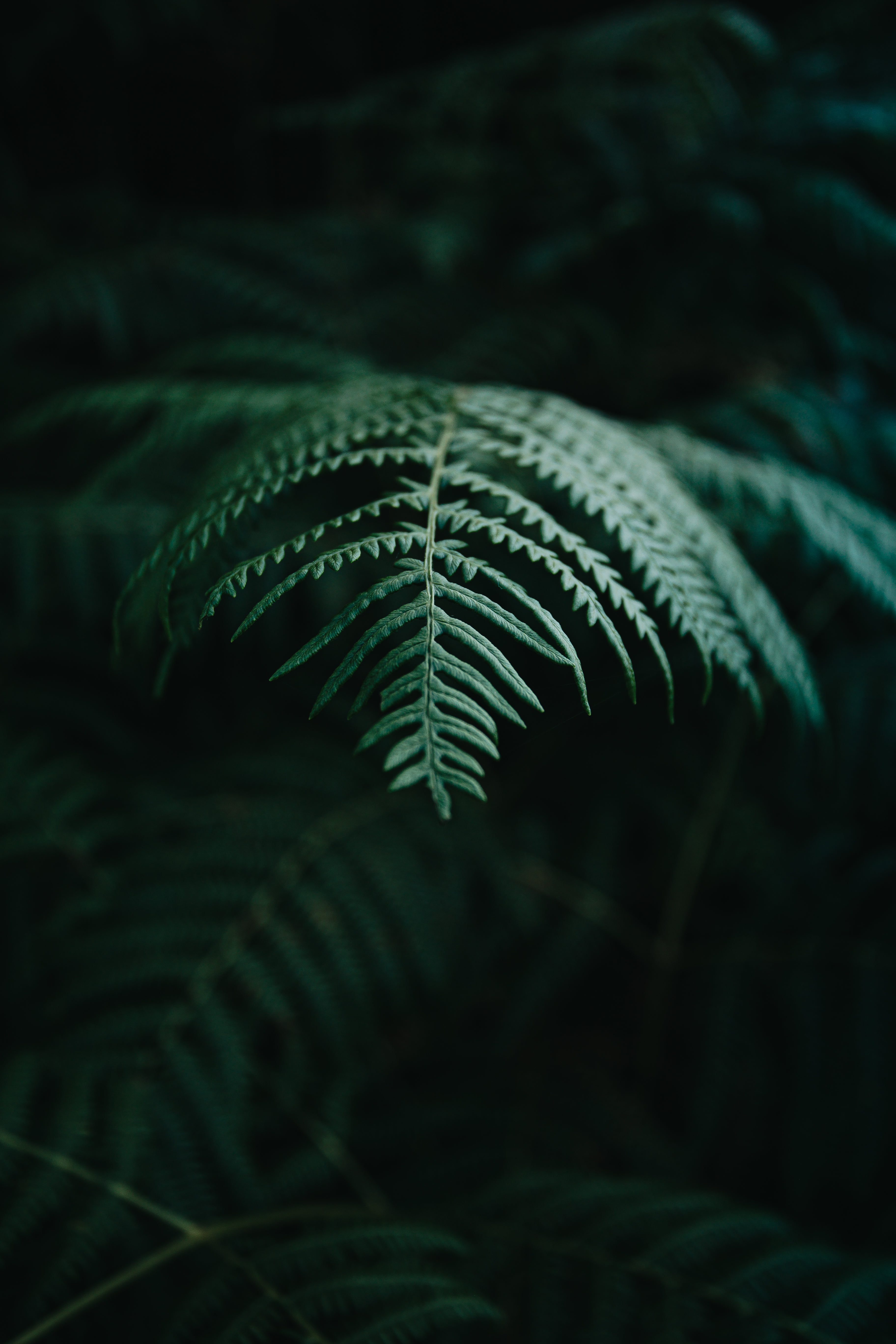 Detailed Fern Leave Amongst The Shadows