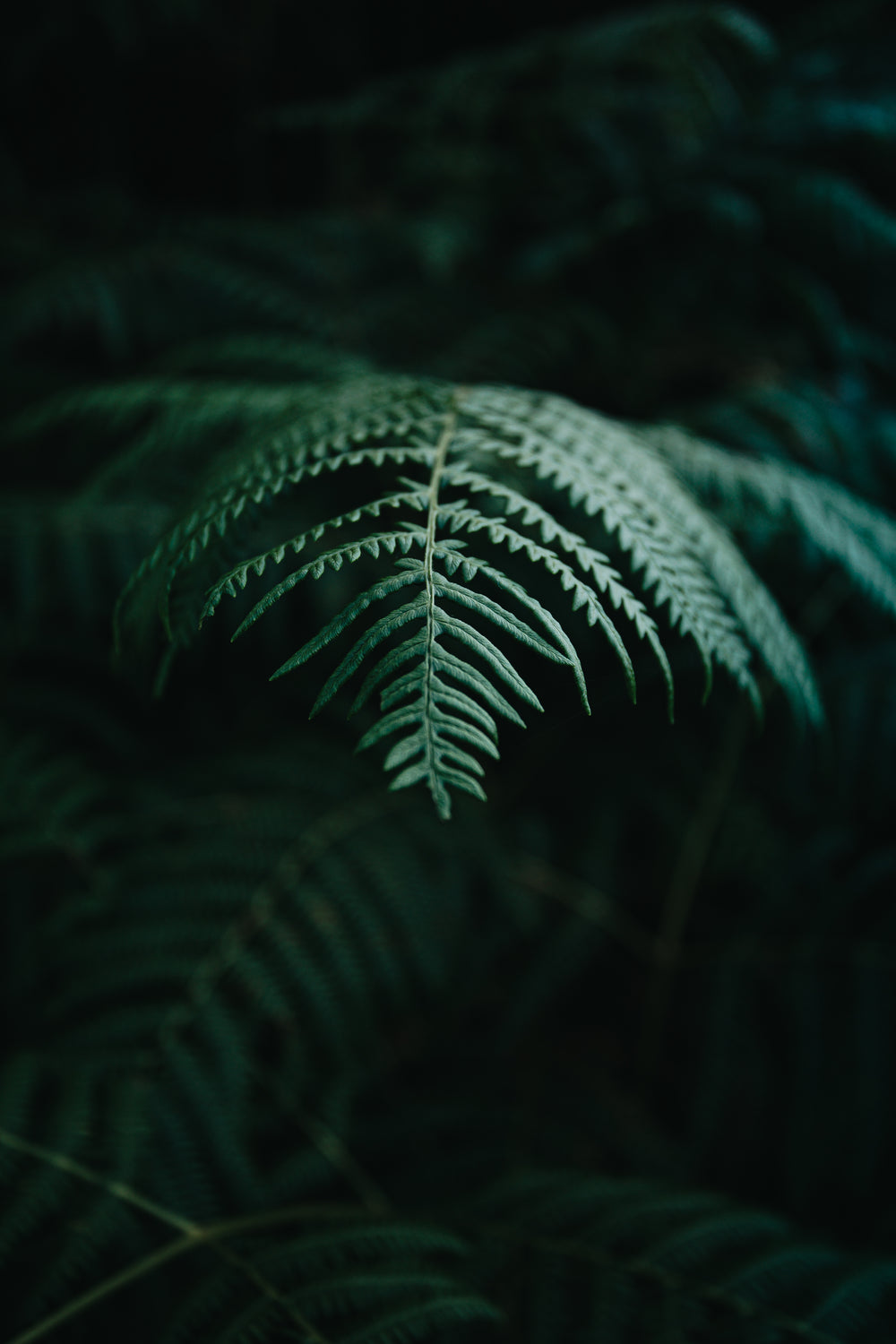 detailed fern leave amongst the shadows