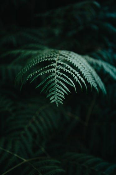 detailed fern leave amongst the shadows