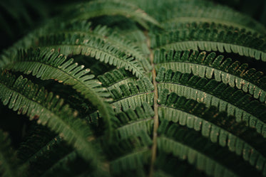 detailed fern leaves close up