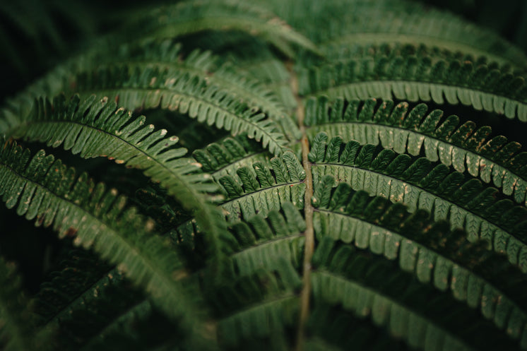 Detailed Fern Leaves Close Up