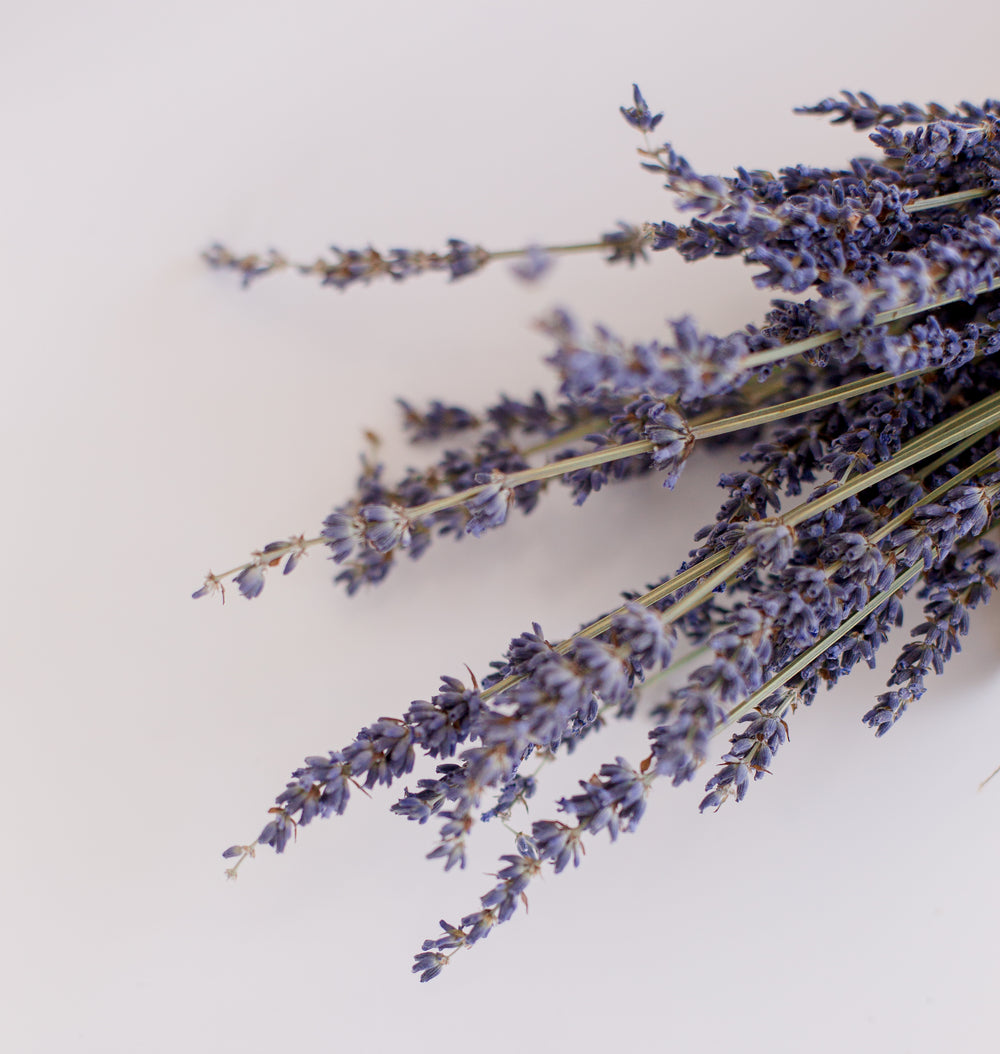 detailed image of dried lavender