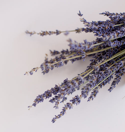 detailed image of dried lavender
