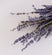 Detailed Image Of Dried Lavender