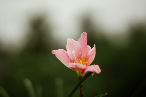 dew covered pink flower with a yellow center