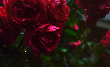 dew covered red flowers