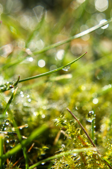 dew drop on grass