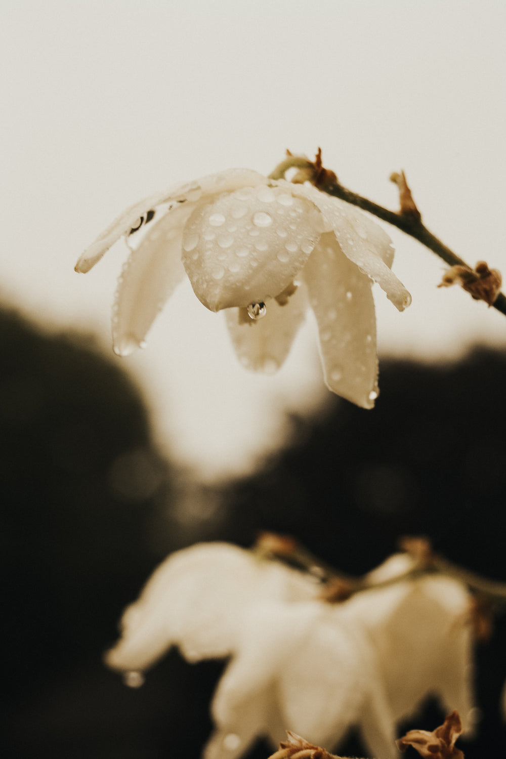 dew drops drip off delicate white flower