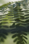 dew drops on bright fern leaf