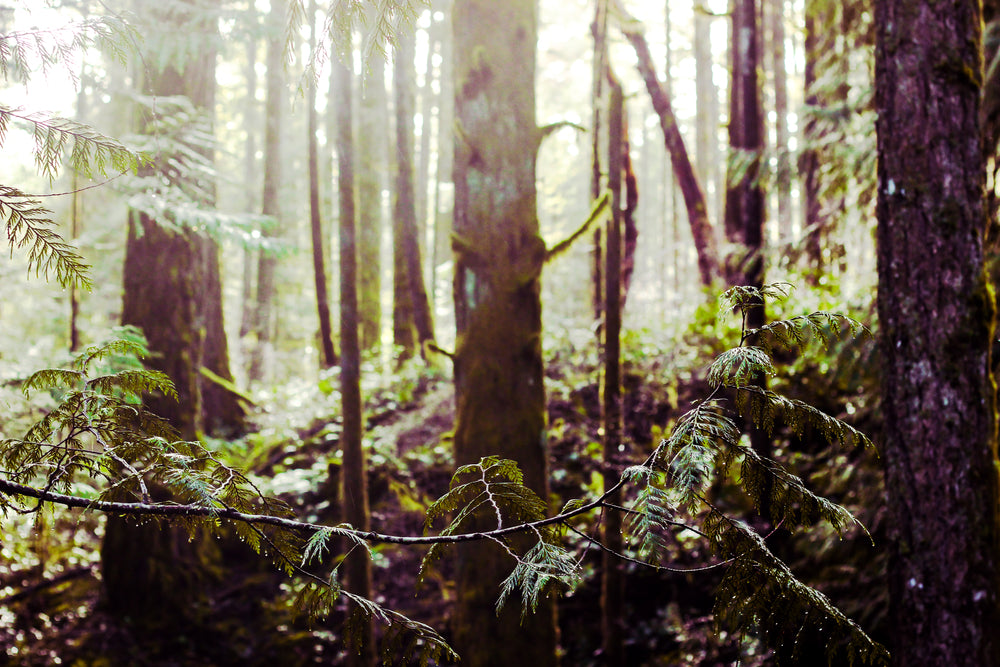 dew on forrest branches in sunlight