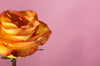 dewy orange rose on pink