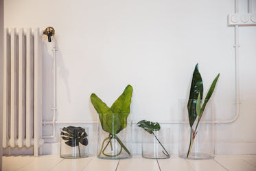 different plant leaves sit in glass jars
