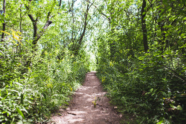 dirt path in trees