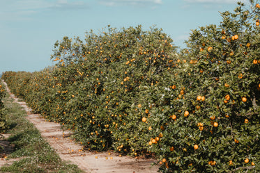 dirt path reaches along line of florida orange orchard trees