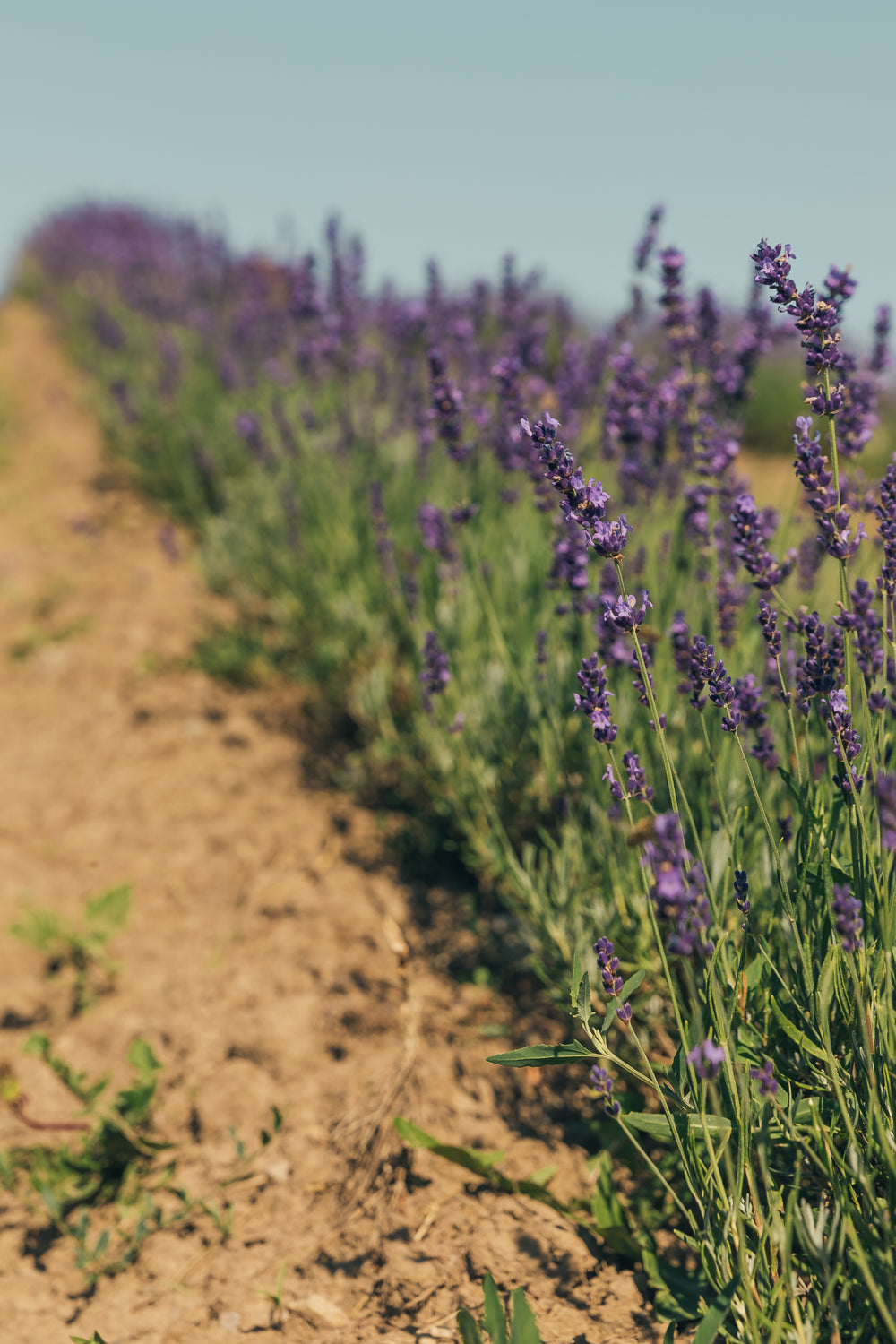 dirt paths and flower walls