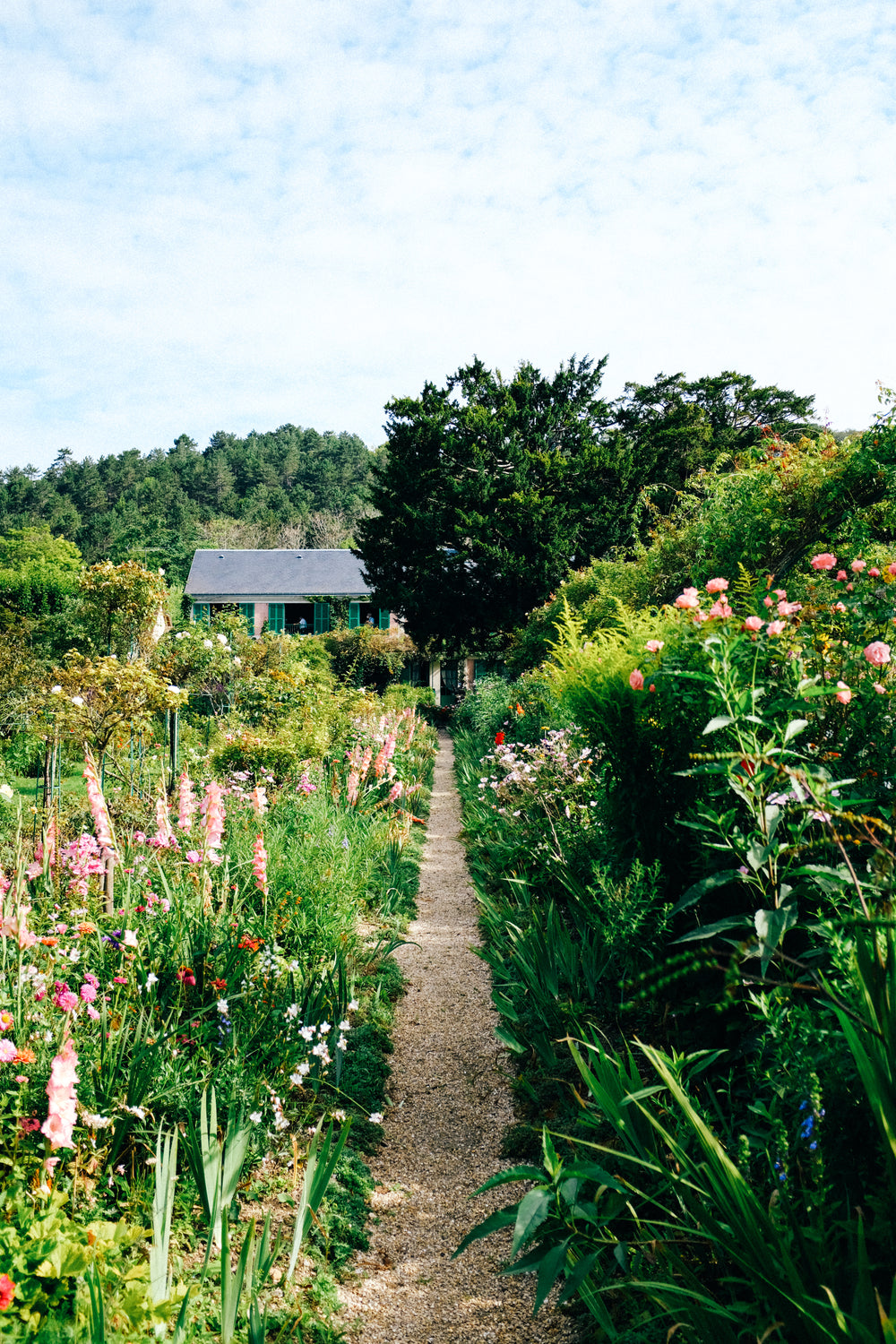 dirt pathway lined with wildflowers