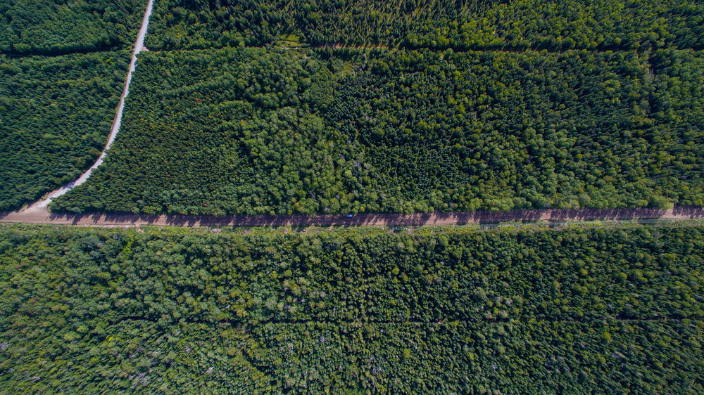dirt road runds through green trees drone