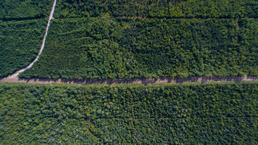 dirt road runds through green trees drone