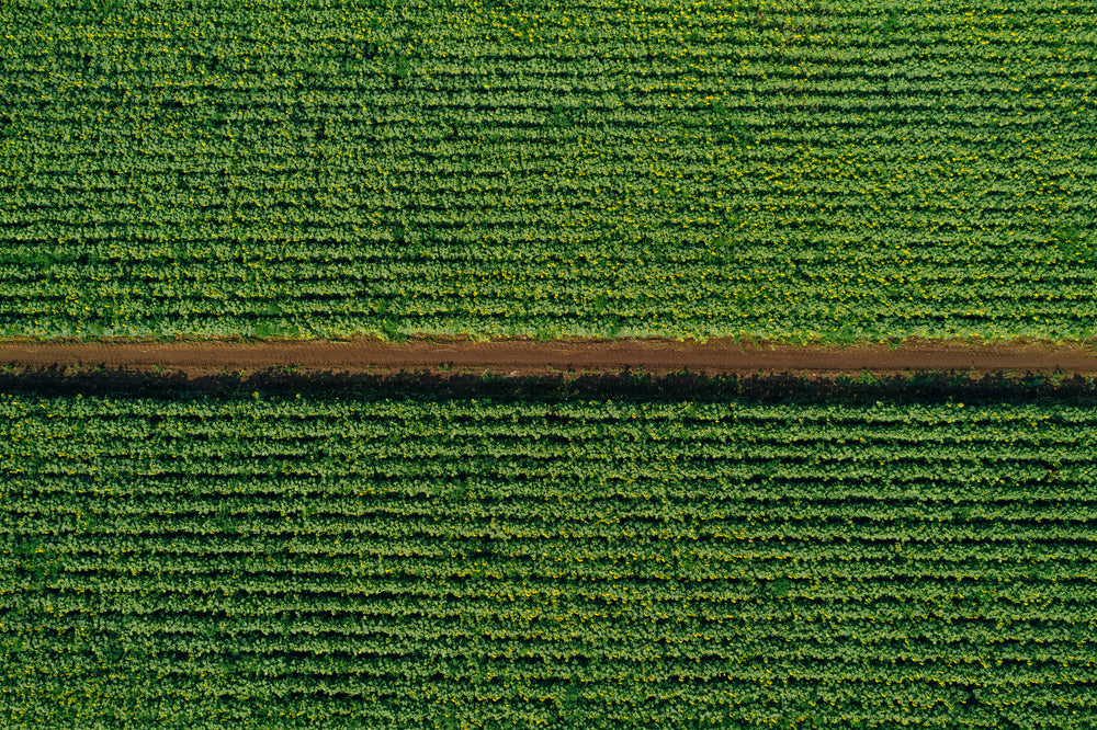 dirt road through the fields