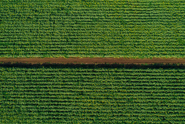 dirt road through the fields