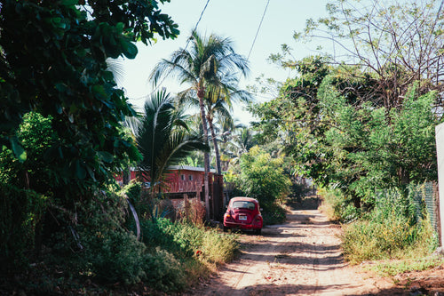 dirt road through tropical greenery