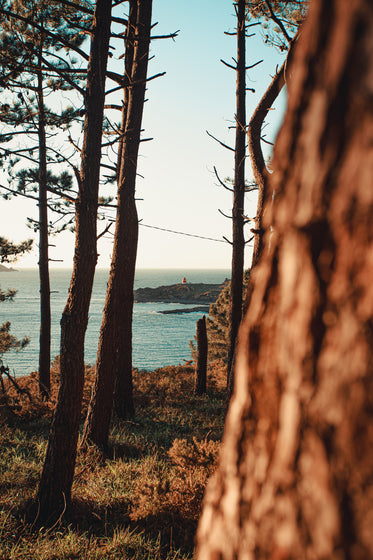 distant lighthouse seen through the trees