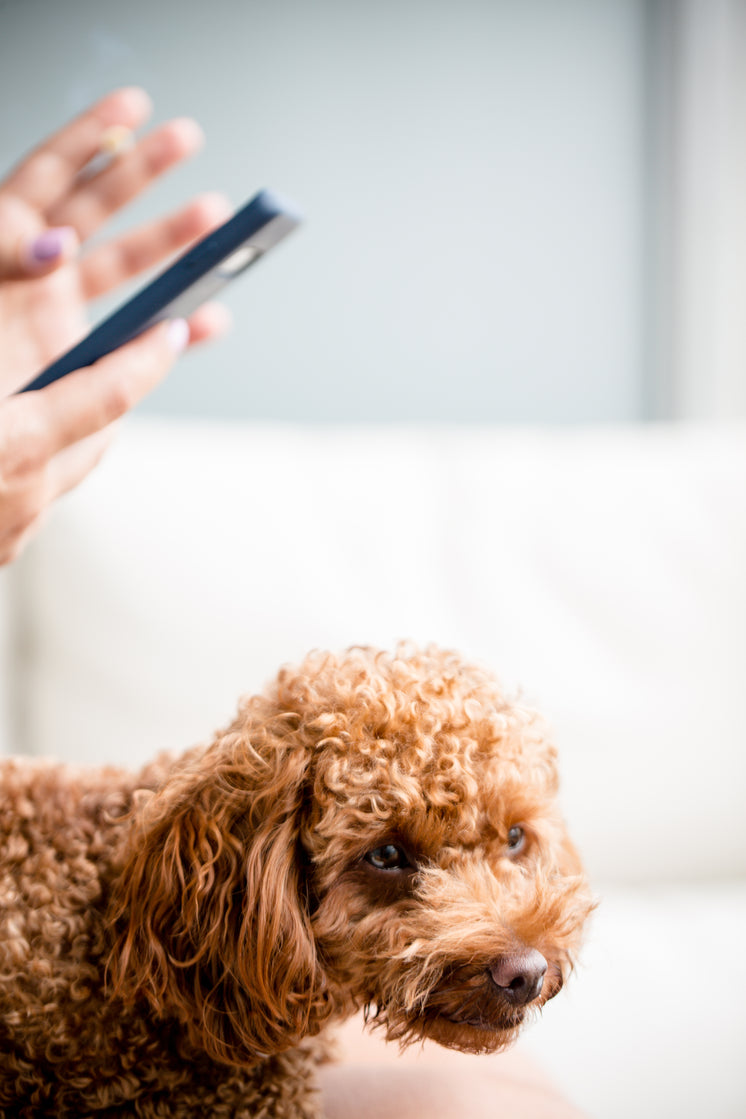Dog And Hands Holding Cell Phone