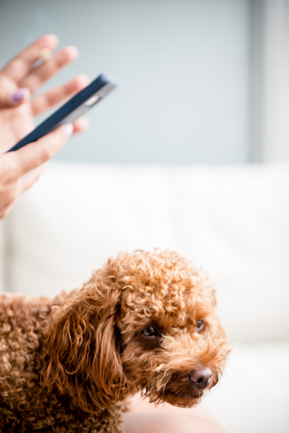 dog and hands holding cell phone