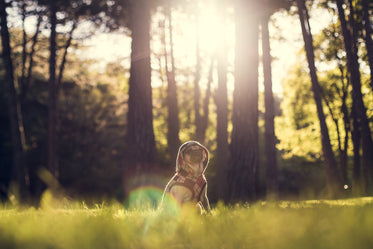 dog at the park