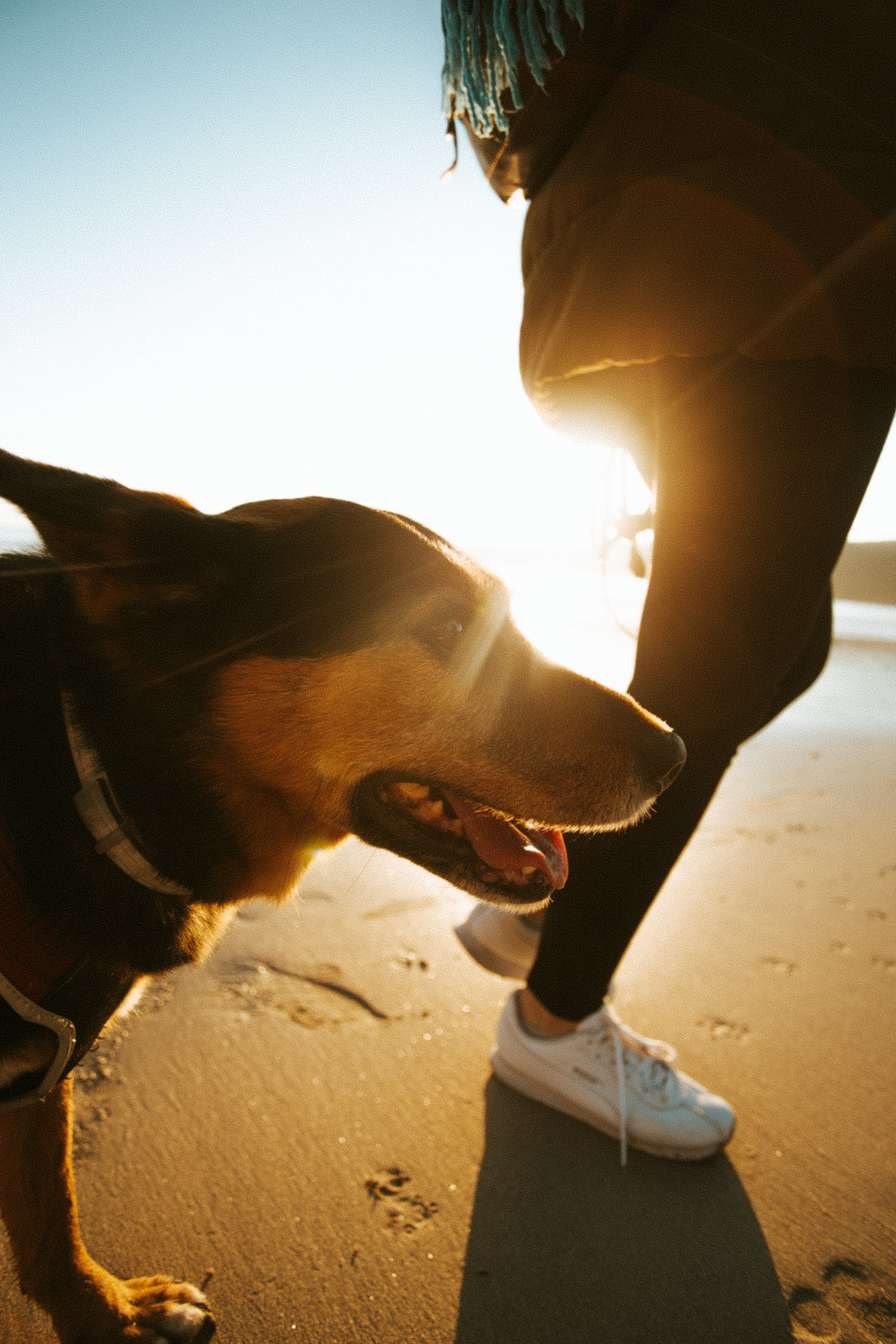 dog enjoying a sunset beach walk