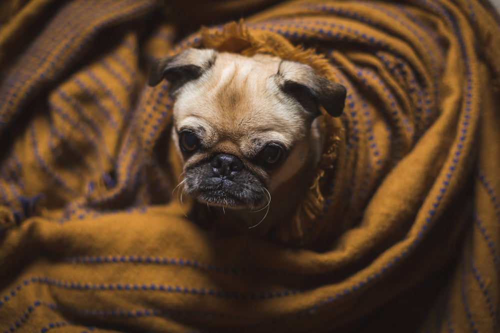 dog face peeks out of blankets