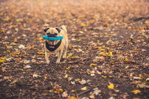 Dog Fetching Disc