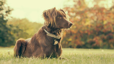 dog in backyard