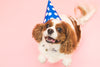 dog in birthday hat