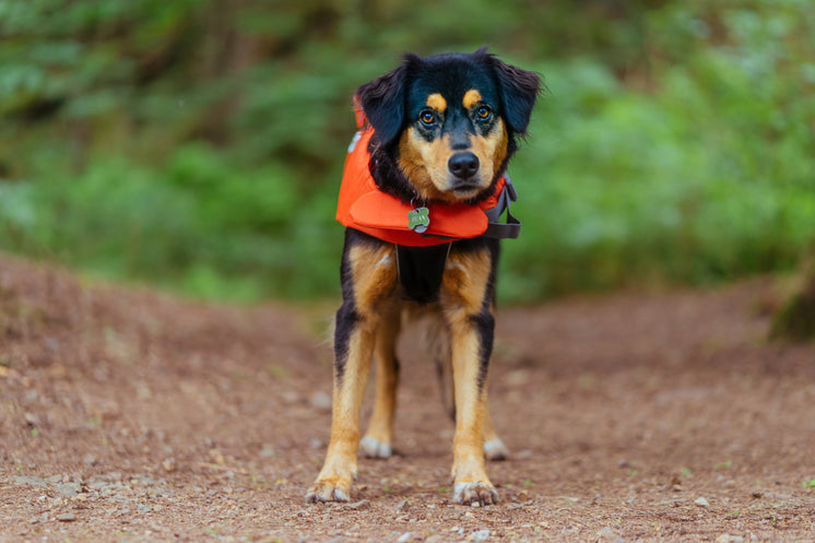 Dog In Lifejacket