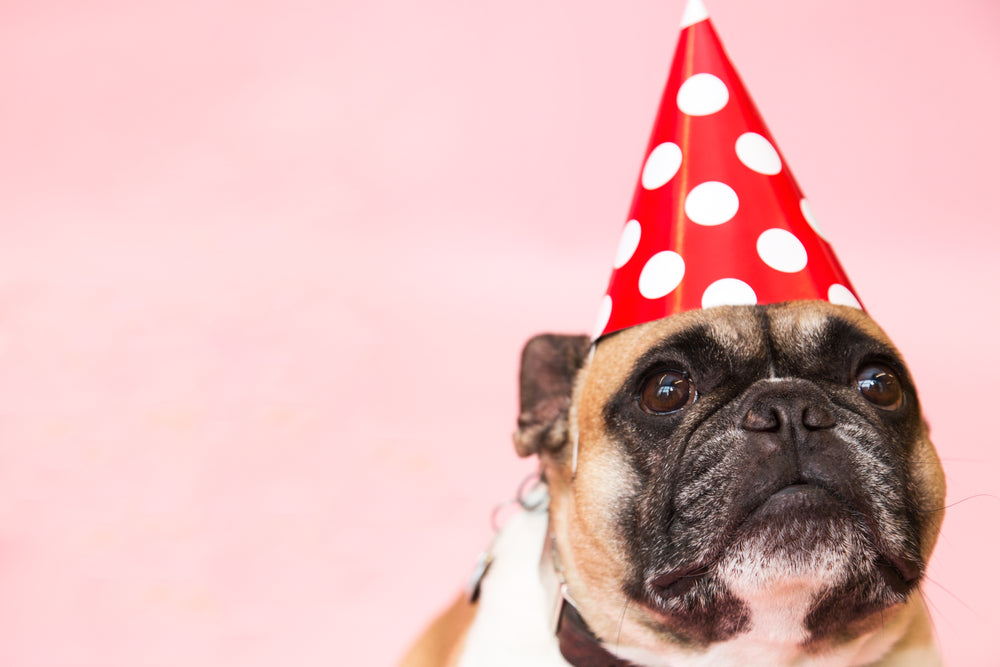 cachorro com chapéu de festa